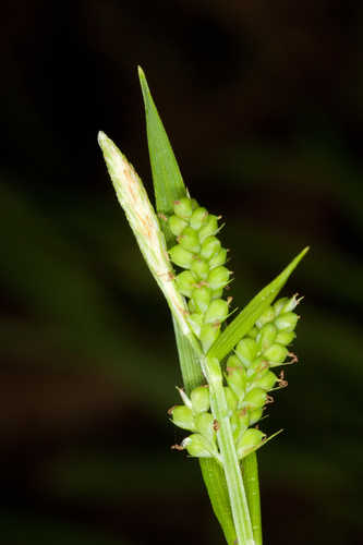 Carex blanda #22